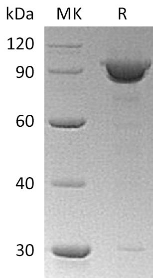 BL-1635NP: Greater than 85% as determined by reducing SDS-PAGE. (QC verified)