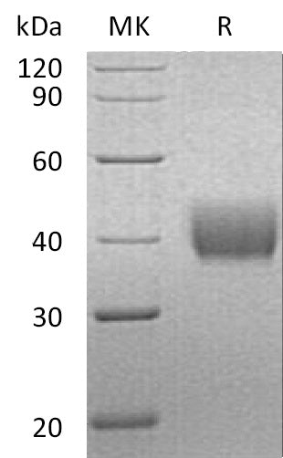 BL-1078NP: Greater than 95% as determined by reducing SDS-PAGE. (QC verified)