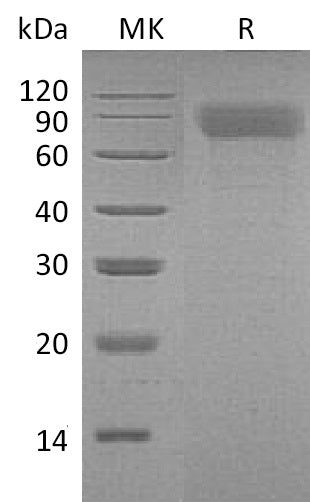 BL-1133NP: Greater than 95% as determined by reducing SDS-PAGE. (QC verified)