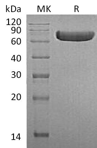BL-0153NP: Greater than 95% as determined by reducing SDS-PAGE. (QC verified)Recombinant Human TNF RII Protein (C-Fc)