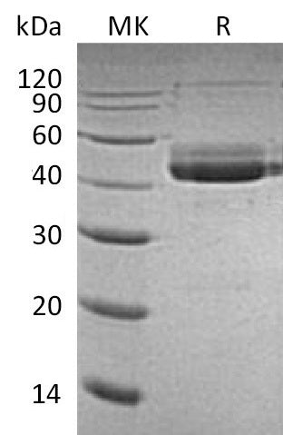 BL-0157NP: Greater than 95% as determined by reducing SDS-PAGE. (QC verified)Recombinant Human CD3E Protein (C-Fc)