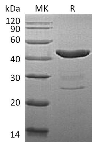 BL-1632NP: Greater than 95% as determined by reducing SDS-PAGE. (QC verified)Recombinant Mouse IDO Protein (N-6His)