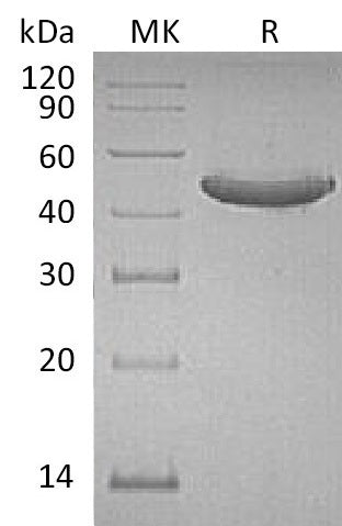 BL-0158NP: Greater than 95% as determined by reducing SDS-PAGE. (QC verified)Recombinant Human GITR Protein (C-Fc)