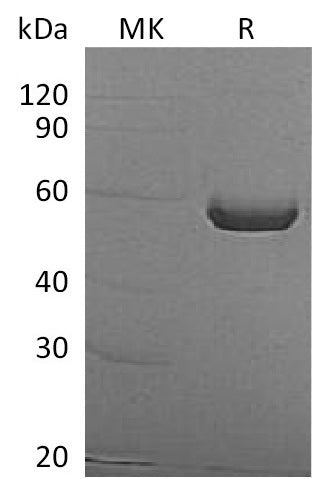 BL-1634NP: Greater than 95% as determined by reducing SDS-PAGE. (QC verified)