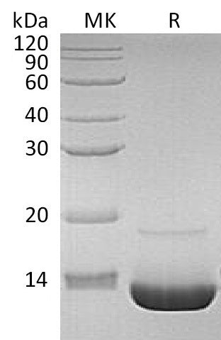 BL-1939NP: Greater than 95% as determined by reducing SDS-PAGE. (QC verified)