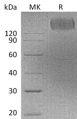 BL-0155NP: Greater than 95% as determined by reducing SDS-PAGE. (QC verified)