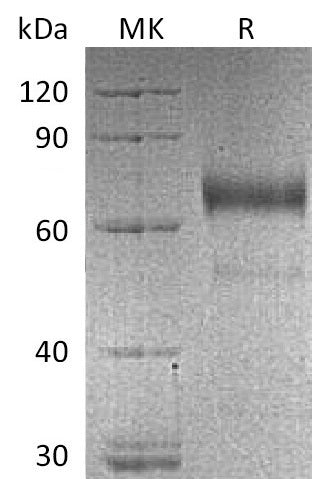 BL-0156NP: Greater than 95% as determined by reducing SDS-PAGE. (QC verified)