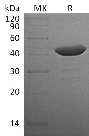 BL-1631NP: Greater than 95% as determined by reducing SDS-PAGE. (QC verified)