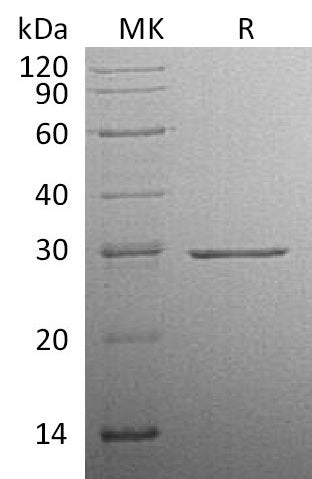 BL-1943NP: Greater than 95% as determined by reducing SDS-PAGE. (QC verified)Recombinant Human CFD Protein (C-10His)