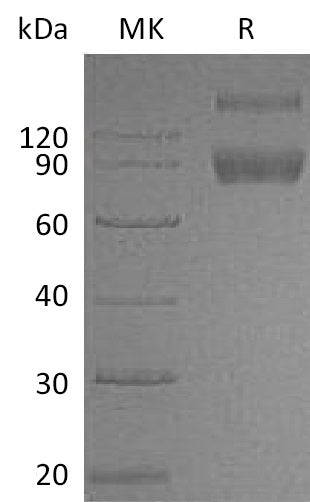BL-0162NP: Greater than 95% as determined by reducing SDS-PAGE. (QC verified)
