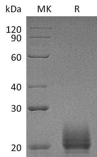 BL-1067NP: Greater than 95% as determined by reducing SDS-PAGE. (QC verified)Recombinant Mouse CXCL9 Protein (C-6His)