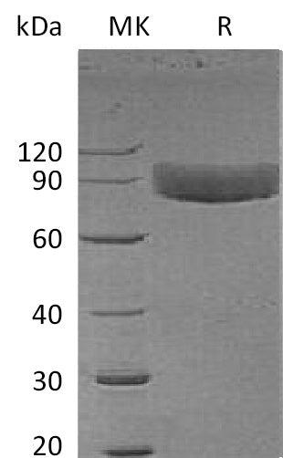 BL-0159NP: Greater than 95% as determined by reducing SDS-PAGE. (QC verified)Recombinant Human IL-1R1Protein (C-Fc)