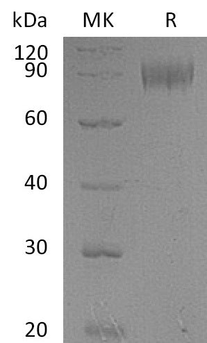 BL-0161NP: Greater than 90% as determined by reducing SDS-PAGE. (QC verified)Recombinant Mouse IL-1R1 Protein (C-Fc)