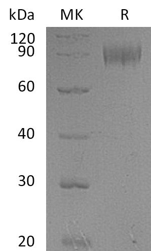 BL-0161NP: Greater than 90% as determined by reducing SDS-PAGE. (QC verified)
