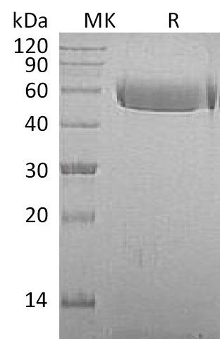 BL-1942NP: Greater than 95% as determined by reducing SDS-PAGE. (QC verified)