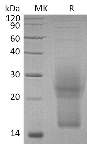 BL-1068NP: Greater than 95% as determined by SEC-HPLC. (Regularly tested)