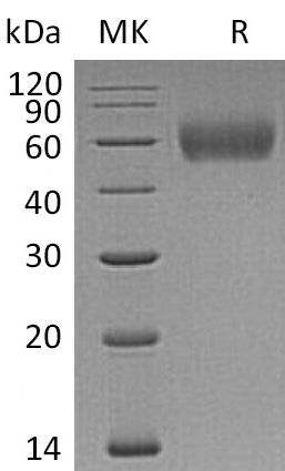 BL-1065NP: Greater than 95% as determined by reducing SDS-PAGE. (QC verified)Recombinant Human IL-1R2 Protein (C-6His)
