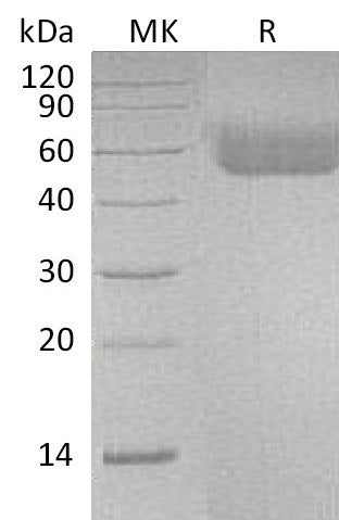 BL-1064NP: Greater than 95% as determined by reducing SDS-PAGE. (QC verified)