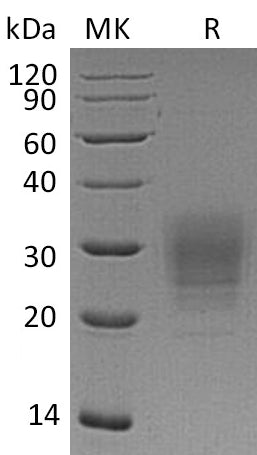 BL-0972NP: Greater than 95% as determined by reducing SDS-PAGE. (QC verified)