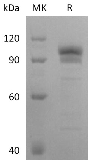 BL-0227NP: Greater than 90% as determined by reducing SDS-PAGE. (QC verified)Recombinant Human EphB2 Protein (C-Fc)