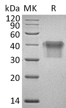 BL-0973NP: Greater than 95% as determined by reducing SDS-PAGE. (QC verified)
