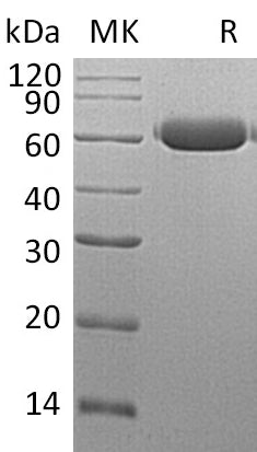BL-1621NP: Greater than 95% as determined by reducing SDS-PAGE. (QC verified)