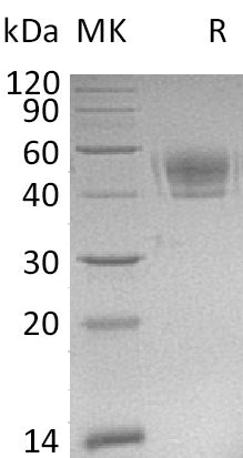 BL-0977NP: Greater than 95% as determined by reducing SDS-PAGE. (QC verified)Recombinant Mouse PD-L1 Protein (C-6His)