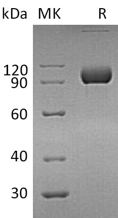 BL-0010NP: Greater than 95% as determined by reducing SDS-PAGE. (QC verified)