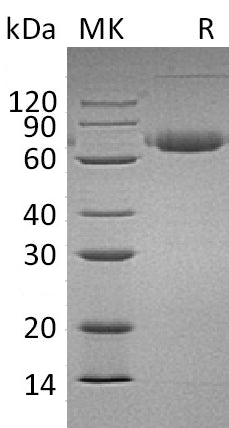 BL-0107NP: Greater than 95% as determined by reducing SDS-PAGE. (QC verified)Recombinant Mouse PD-L2 Protein (C-Fc)