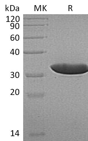 BL-1624NP: Greater than 95% as determined by reducing SDS-PAGE. (QC verified)