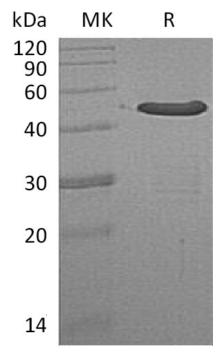 BL-0273NP: Greater than 95% as determined by reducing SDS-PAGE. (QC verified)