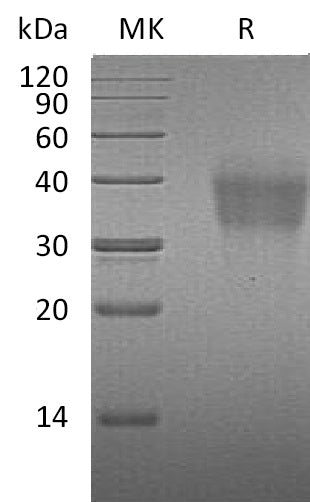 BL-0980NP: Greater than 95% as determined by reducing SDS-PAGE. (QC verified)