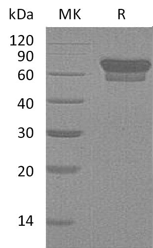 BL-0228NP: Greater than 95% as determined by reducing SDS-PAGE. (QC verified)