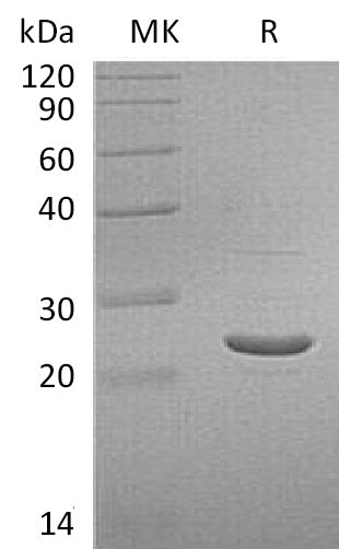 BL-2569NP: Greater than 95% as determined by reducing SDS-PAGE. (QC verified)