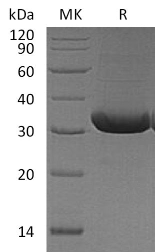 BL-2542NP: Greater than 90% as determined by reducing SDS-PAGE. (QC verified)
