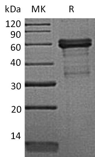 BL-0104NP: Greater than 95% as determined by reducing SDS-PAGE. (QC verified)Recombinant Mouse HVEM Protein (C-Fc)