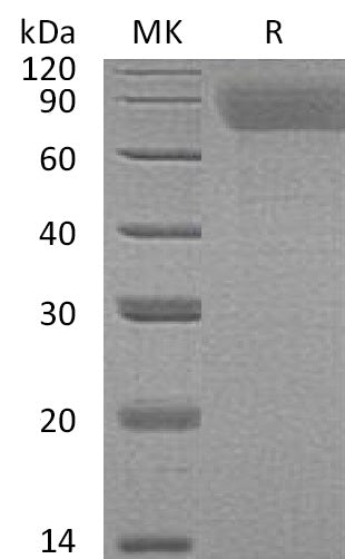 BL-0277NP: Greater than 95% as determined by reducing SDS-PAGE. (QC verified)