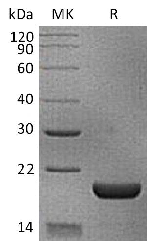 BL-0982NP: Greater than 95% as determined by reducing SDS-PAGE. (QC verified)