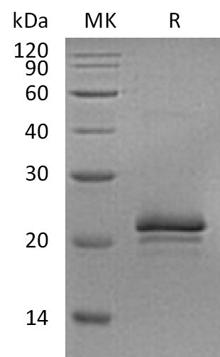 BL-1905NP: Greater than 95% as determined by reducing SDS-PAGE. (QC verified)