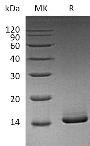 BL-1708NP: Greater than 95% as determined by reducing SDS-PAGE. (QC verified)