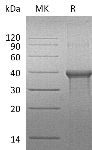 BL-1622NP: Greater than 95% as determined by reducing SDS-PAGE. (QC verified)