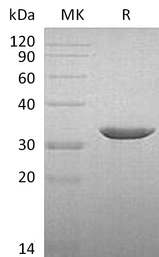 BL-1623NP: Greater than 95% as determined by reducing SDS-PAGE. (QC verified)