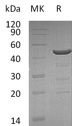 BL-0984NP: Greater than 95% as determined by reducing SDS-PAGE. (QC verified)