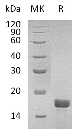 BL-1717NP: Greater than 95% as determined by SEC-HPLC. (Regularly tested)