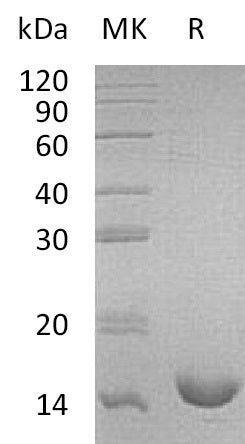 BL-0983NP: Greater than 95% as determined by reducing SDS-PAGE. (QC verified)Recombinant Mouse IL-16 Protein (N-6His)