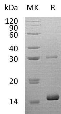 BL-0986NP: Greater than 95% as determined by reducing SDS-PAGE. (QC verified)
