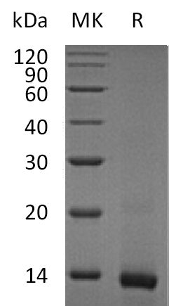 BL-1716NP: Greater than 95% as determined by SEC-HPLC. (Regularly tested)