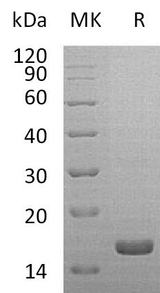 BL-1910NP: Greater than 95% as determined by reducing SDS-PAGE. (QC verified)