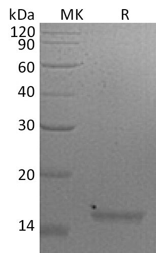BL-1907NP: Greater than 95% as determined by reducing SDS-PAGE. (QC verified)Recombinant Mouse IL-21 Protein