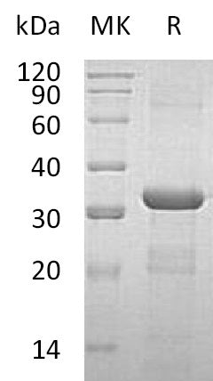 BL-0985NP: Greater than 95% as determined by reducing SDS-PAGE. (QC verified)